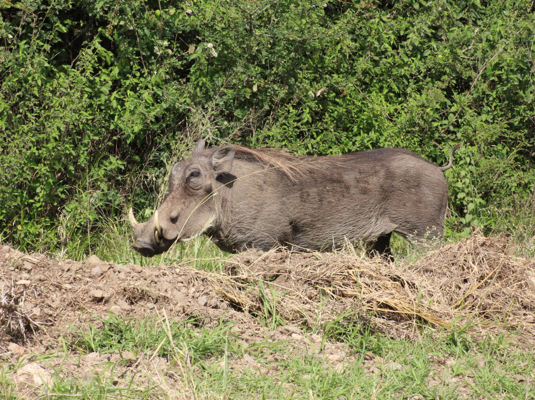 Heritawi safaris-Karen必去景点
