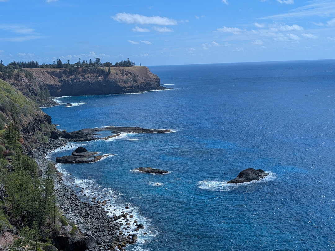 Hibiscus Regal主图