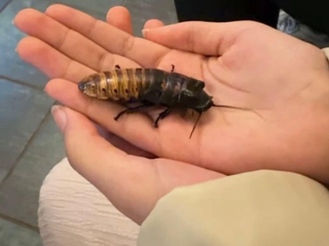 Bugtopia Hornsea Zoo景点图片
