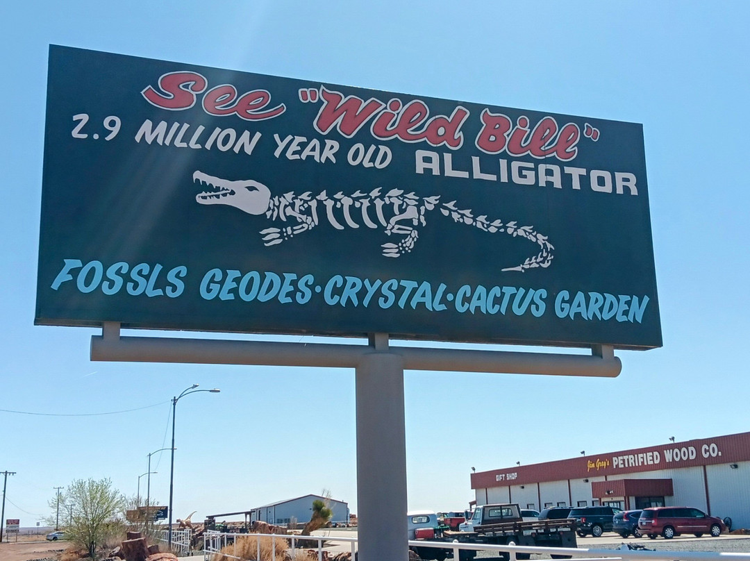 Jim Gray's Petrified Wood Co.-霍尔布鲁克必去景点