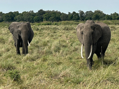 Classic Geo Adventures-内罗毕必去景点