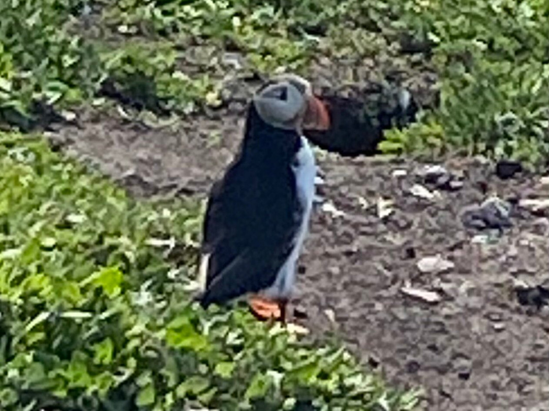 Golden Gate Farne Islands Boat Trips-Seahouses必去景点