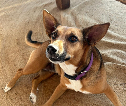 Kokoa Hotel Vichayito主图