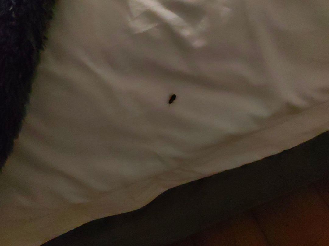 Loddey's Guest House主图