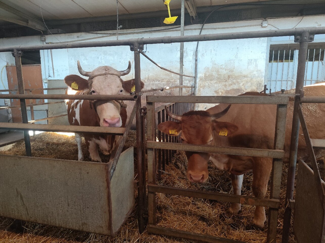 La Fattoria di Nonno Gildo di Abagnale Maria