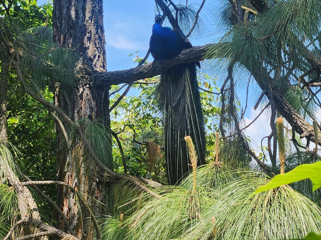 The Lake Maggiore Express-斯特雷萨必去景点