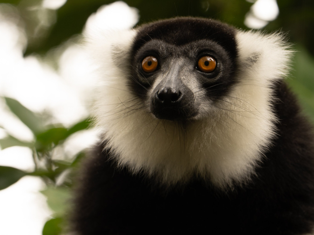 Wau Madagascar景点图片
