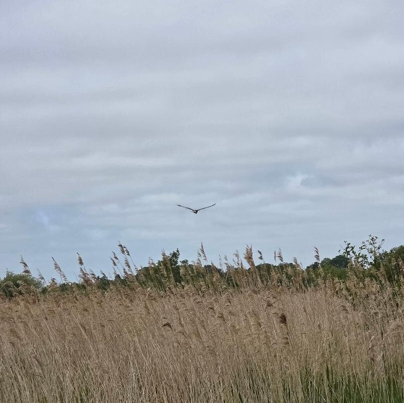 Norfolk Wherry Trust景点图片