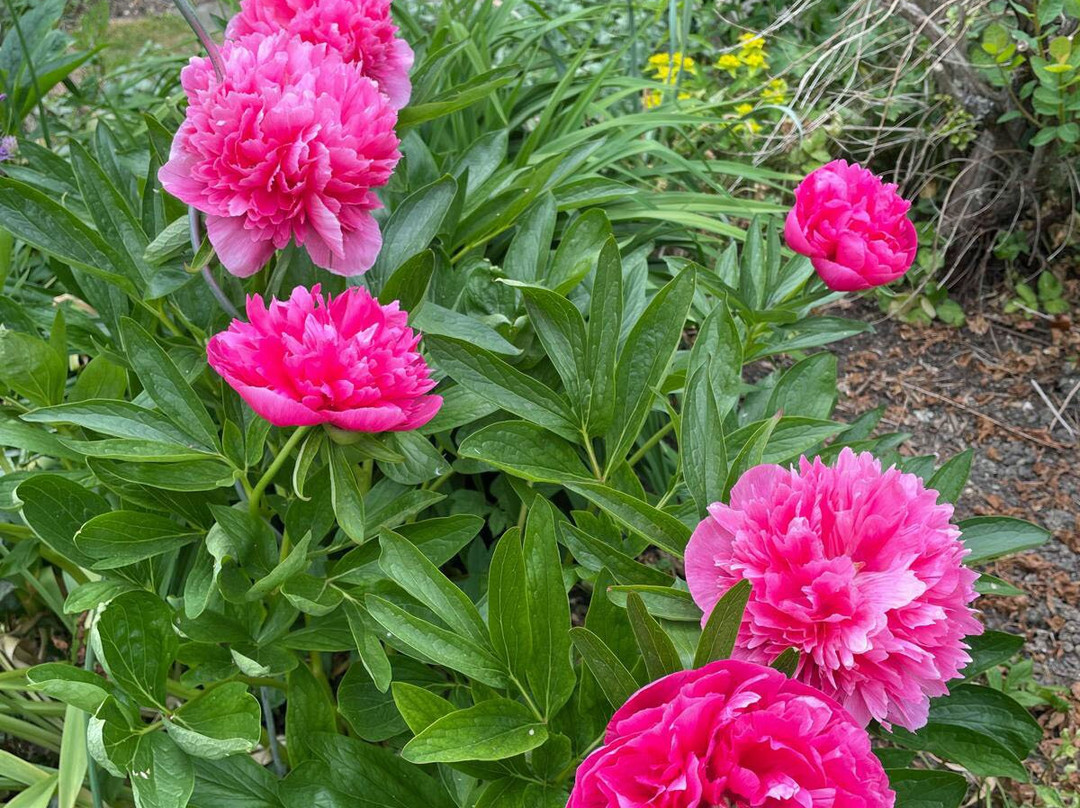 Gotha Gardens-Ashwell必去景点