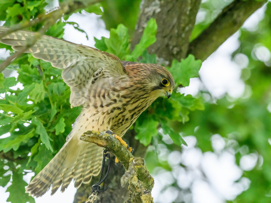 Mercer Falconry Raptor Park-Farnsfield必去景点