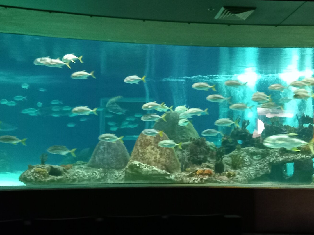 OdySea Aquarium景点图片