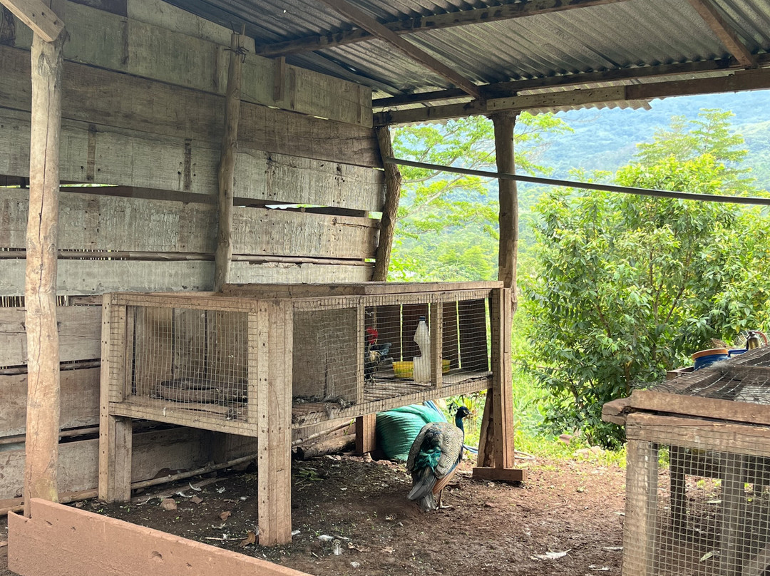 Finca Ecológica Alegria-Lamas必去景点