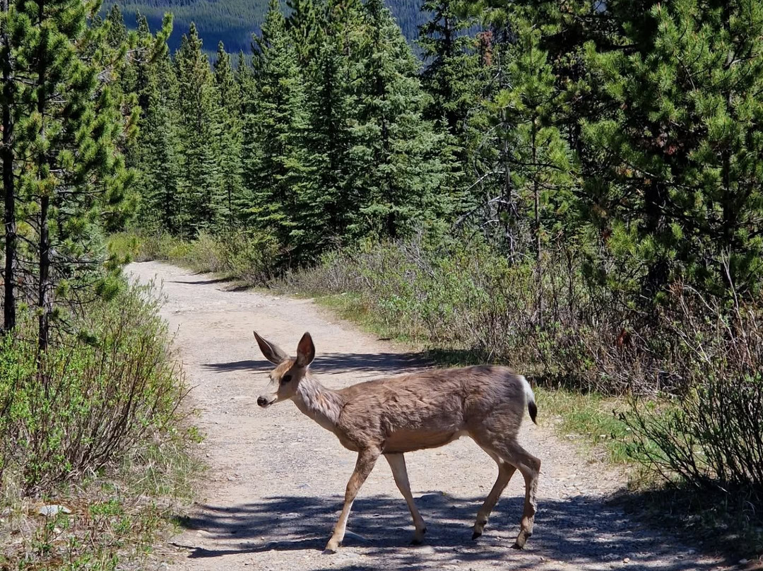 Bald Hills-贾斯珀必去景点