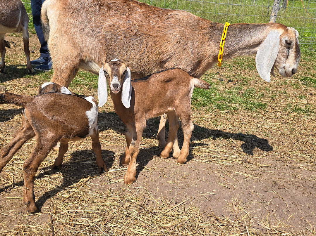 Biggoat Farm-霍顿必去景点