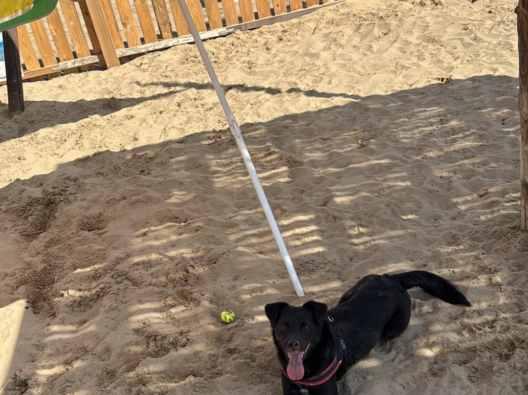 Rimini Dog No Problem - Bagno 81-里米尼必去景点