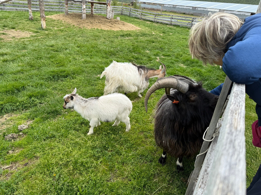 Petting Zoo Daladýrd-阿克雷里必去景点