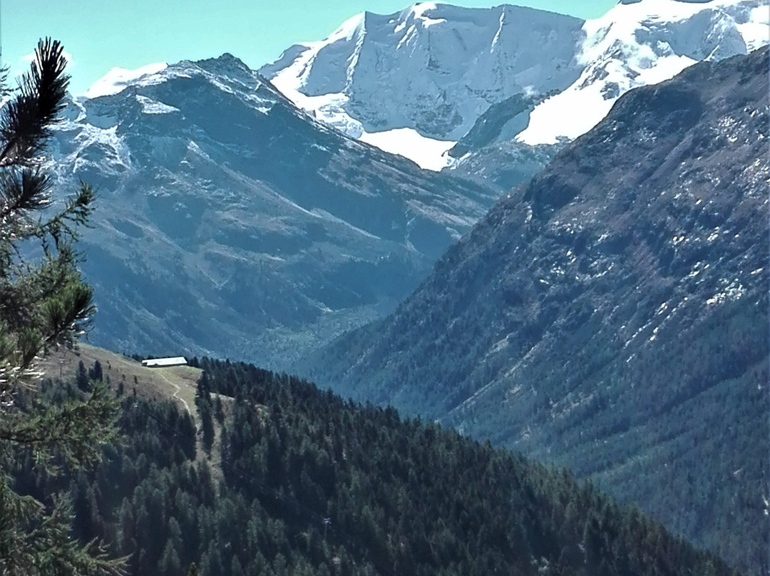 Höhenweg Muottas Muragl . Alp Languard