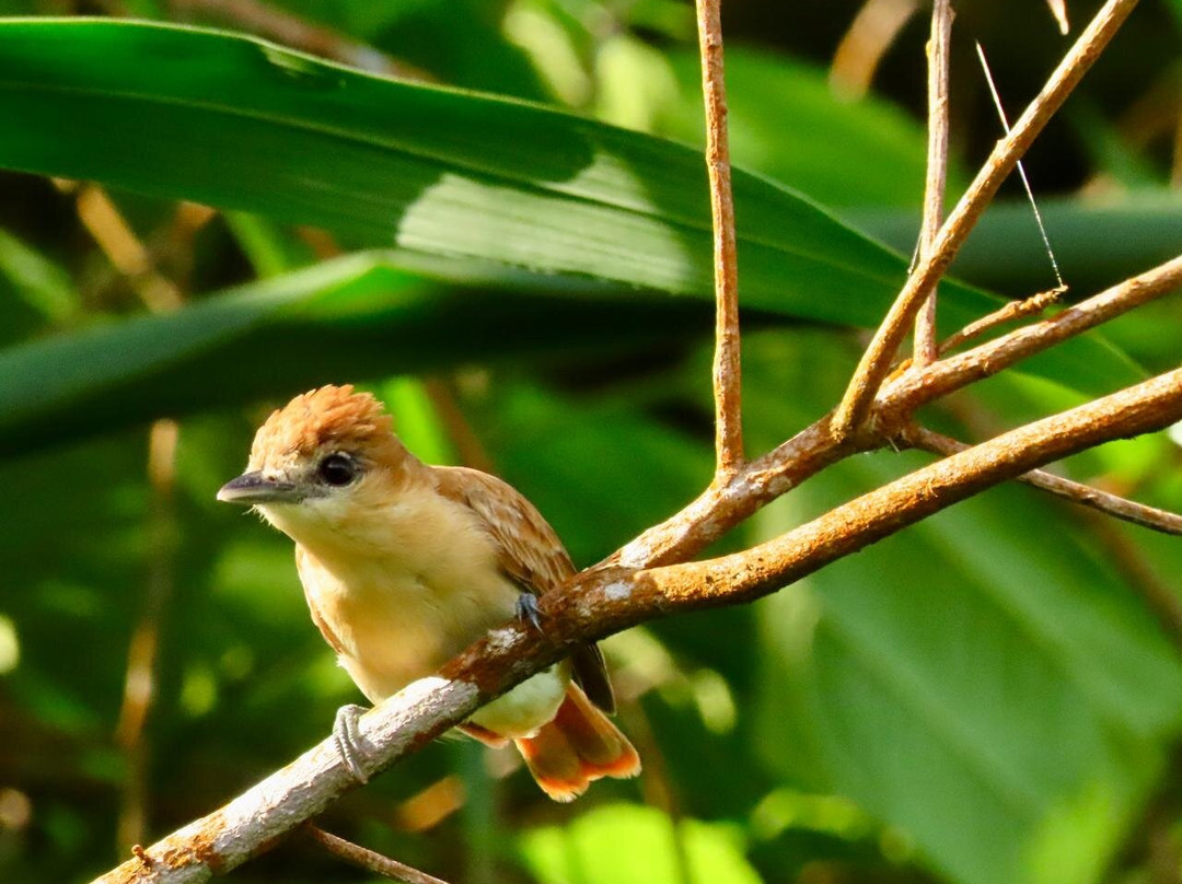 Awindua, Pueblito Indigena Wiwa-Minca必去景点