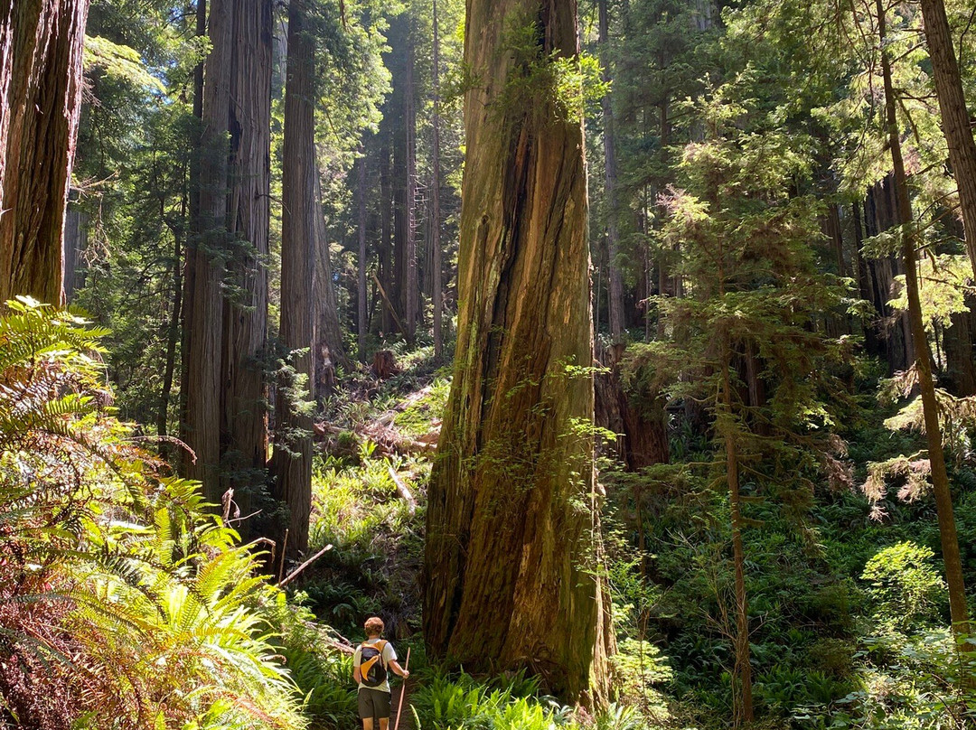 Prairie Creek Redwoods State Park-Orick必去景点