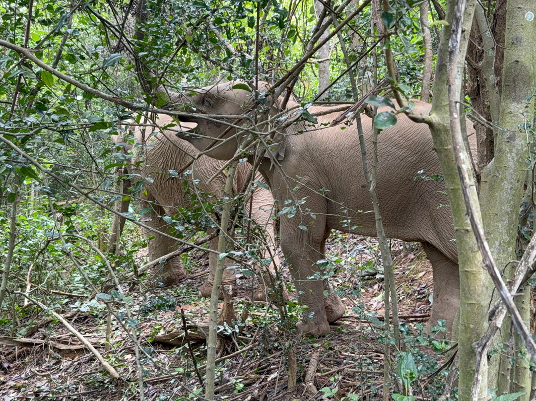 MandaLao Elephant Conservation-琅勃拉邦必去景点