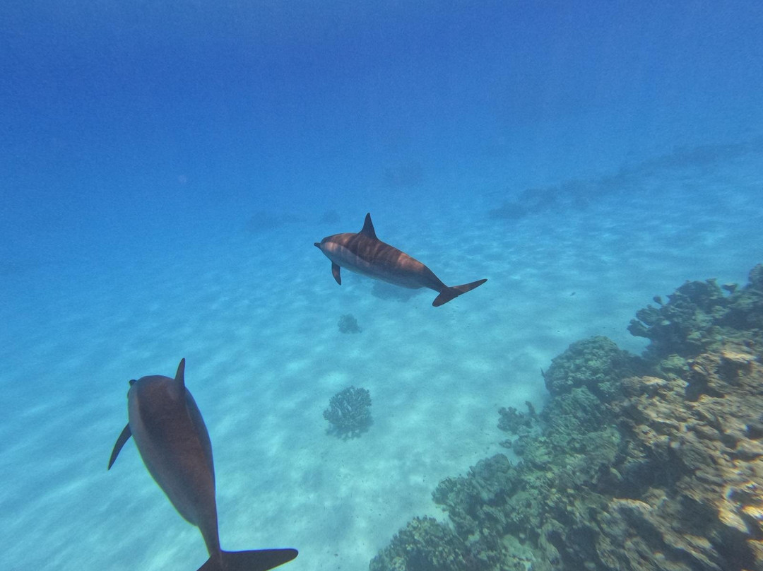 Sataya Dolphin Reef-马萨阿拉姆必去景点