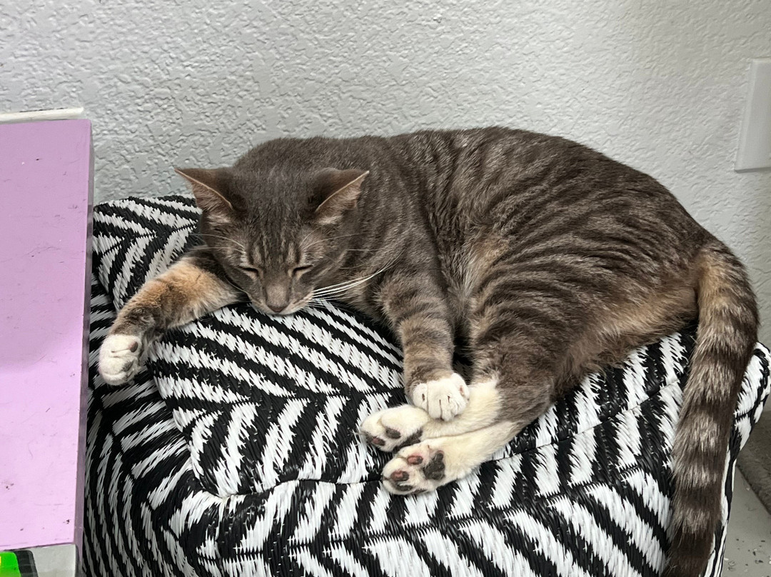 Save the Meow Meows Cat Lounge