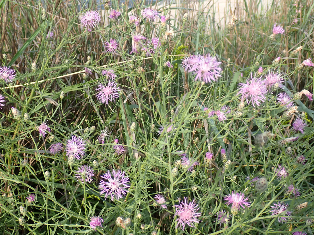 Delaware Seashore State Park-里霍博斯比奇必去景点