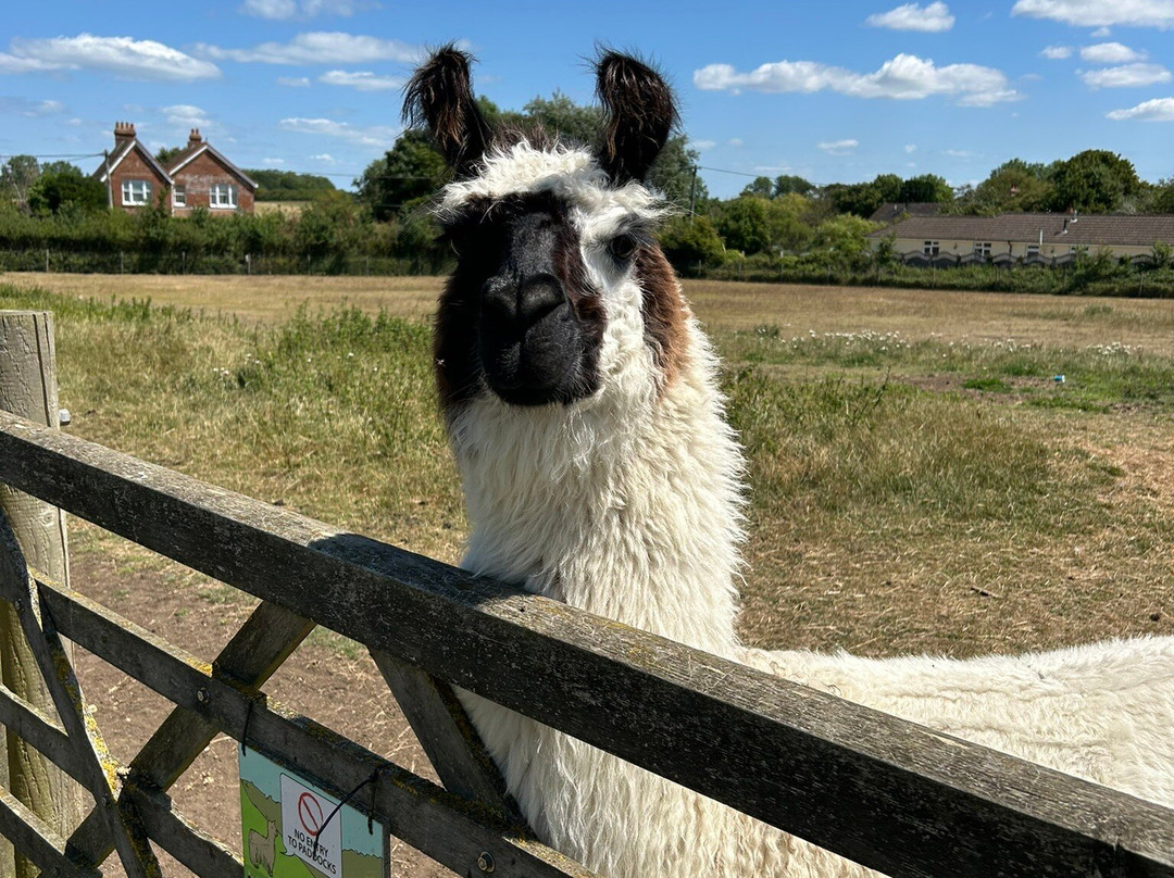 West Wight Alpacas-Wellow必去景点