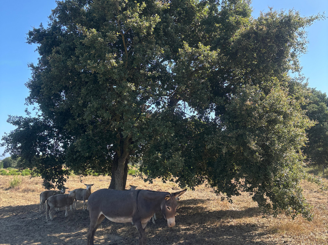 Monte Da Galrixa主图