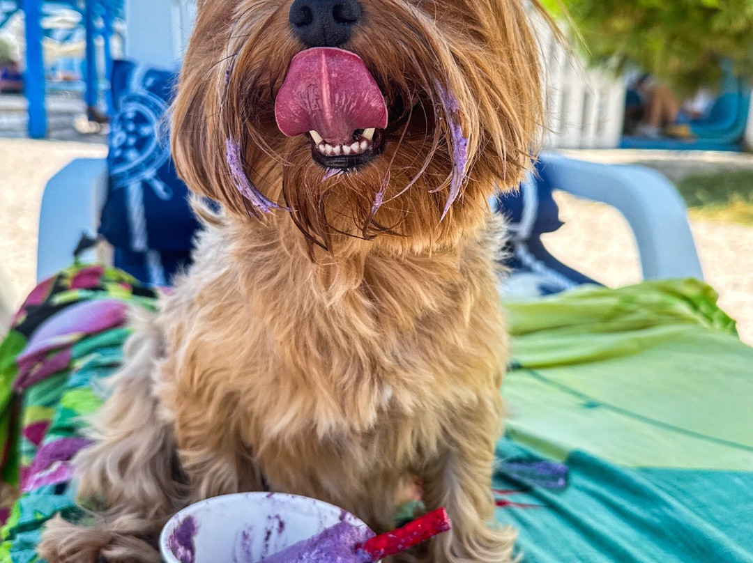 Monty's Dog Beach and Bar-斯利维尼萨必去景点