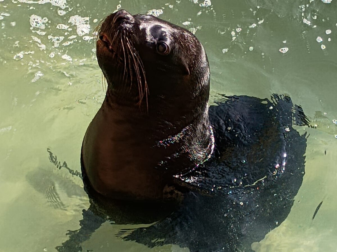 Mundo Marino-圣克莱门特雷图尤必去景点