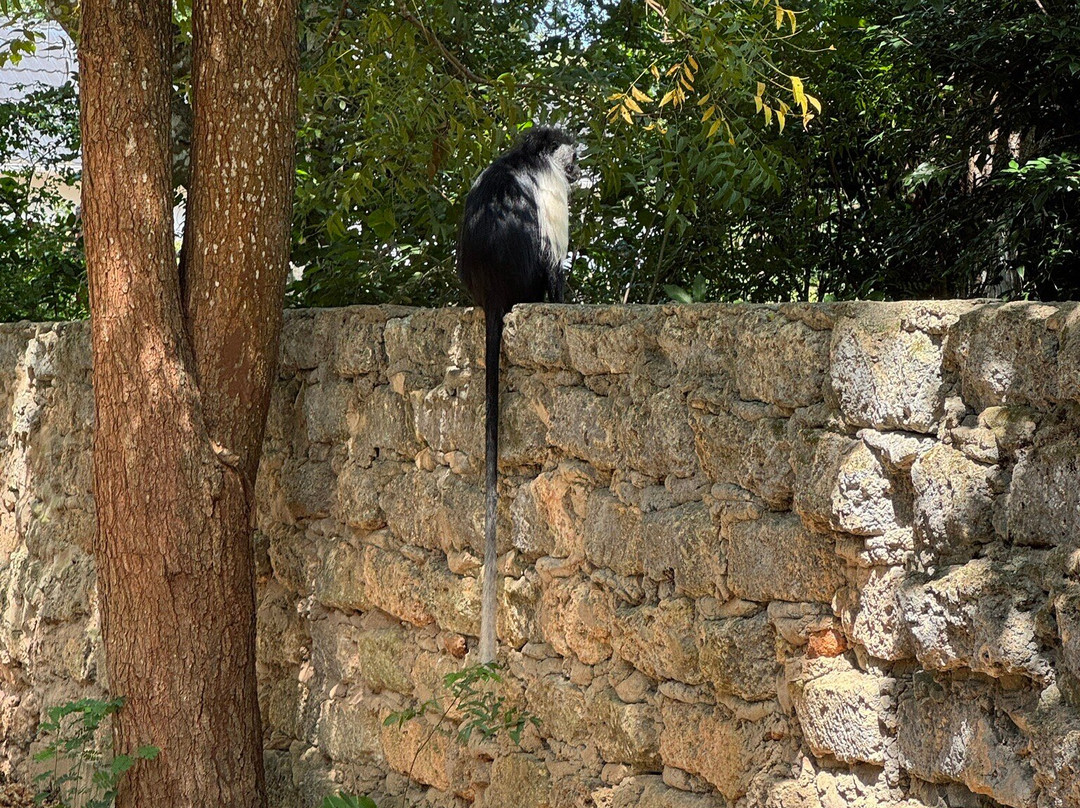 Colobus Conservation-迪亚尼必去景点