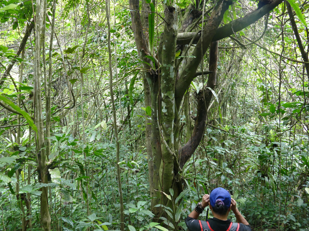 大王花保护区-亚庇必去景点