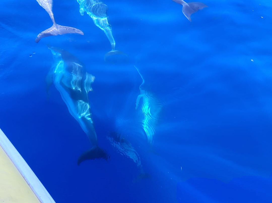 Taras Sub - Diving Center-塔兰托必去景点