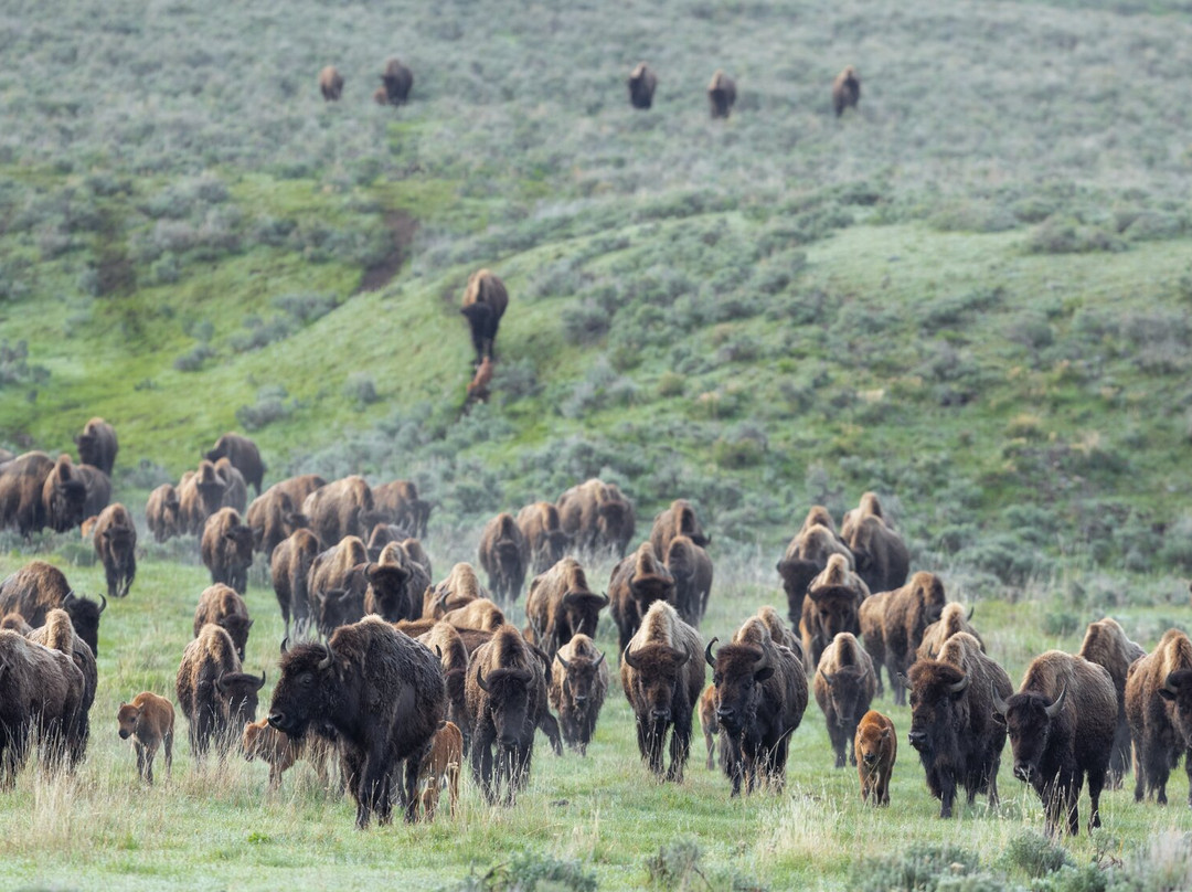 Skyline Safari Co.-库克城必去景点