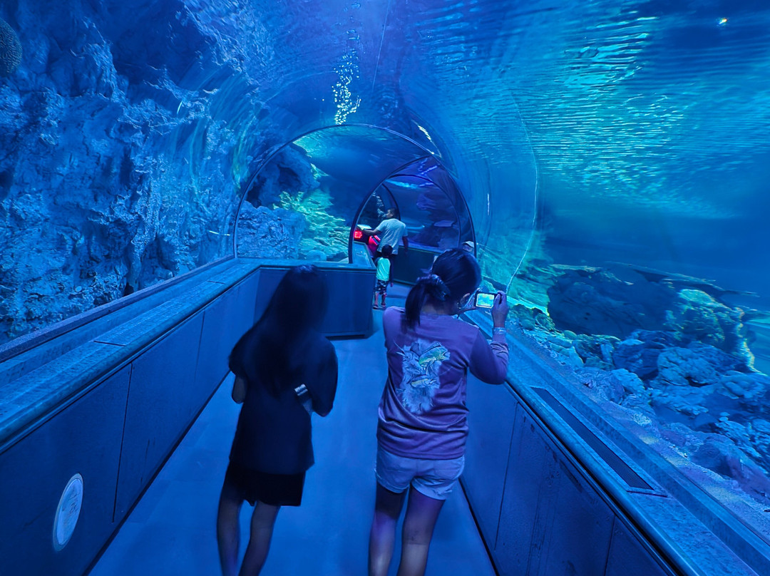 海底世界-杜梦湾必去景点