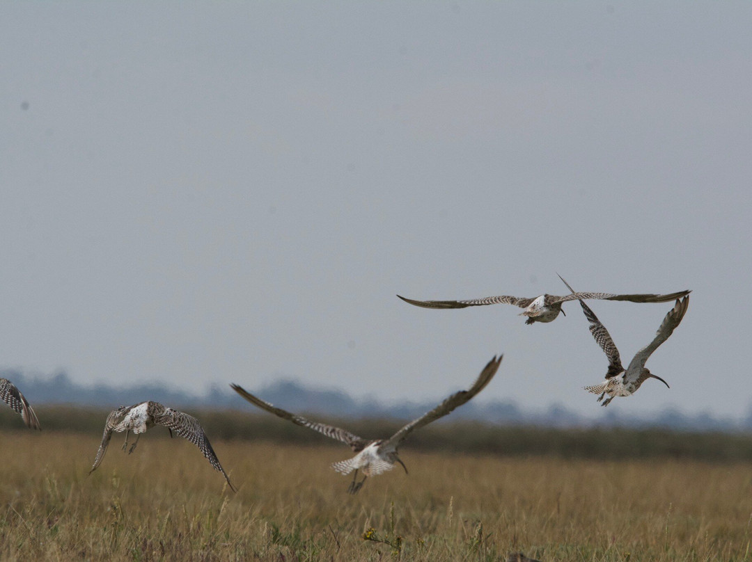 Lady Grace Essex Boat Trips-Brightlingsea必去景点
