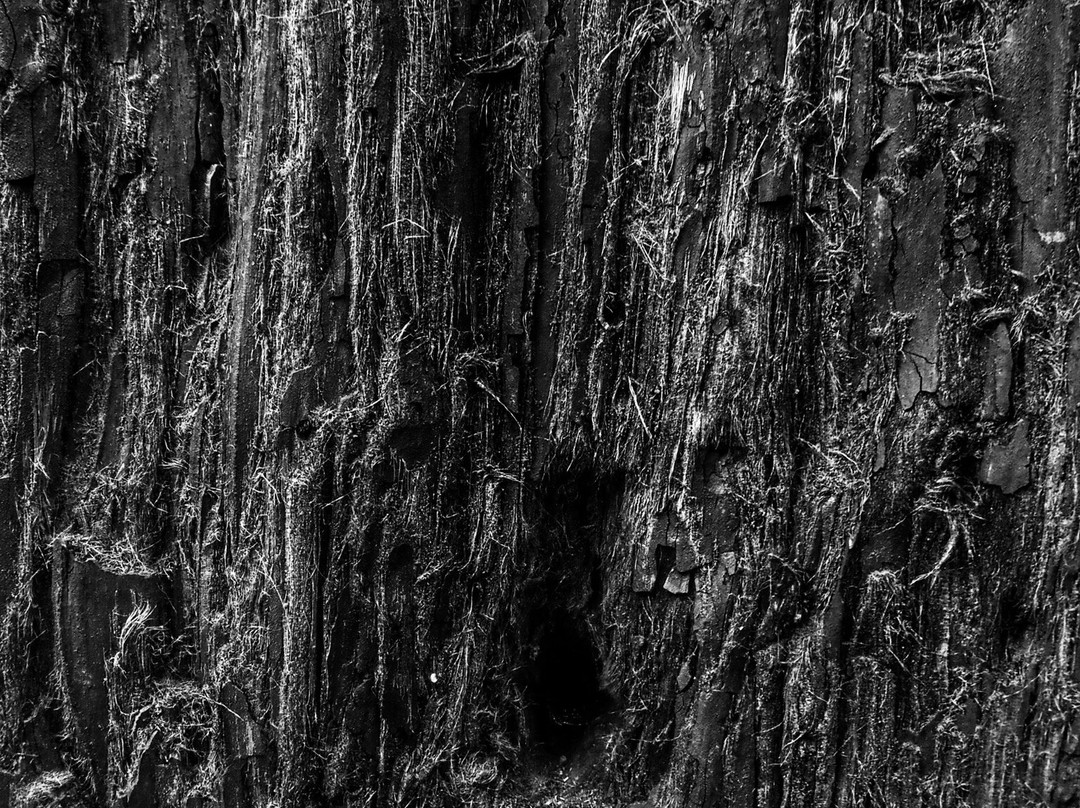 Natural Monument of the Sequoias of Monte Cabezón-Cabezon de la Sal必去景点
