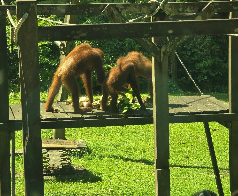 Sepilok Orangutan Rehabilitation Centre-山打根必去景点
