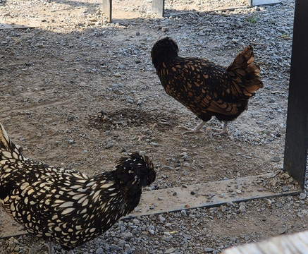 Wildpark Schmidt-Schmidt必去景点