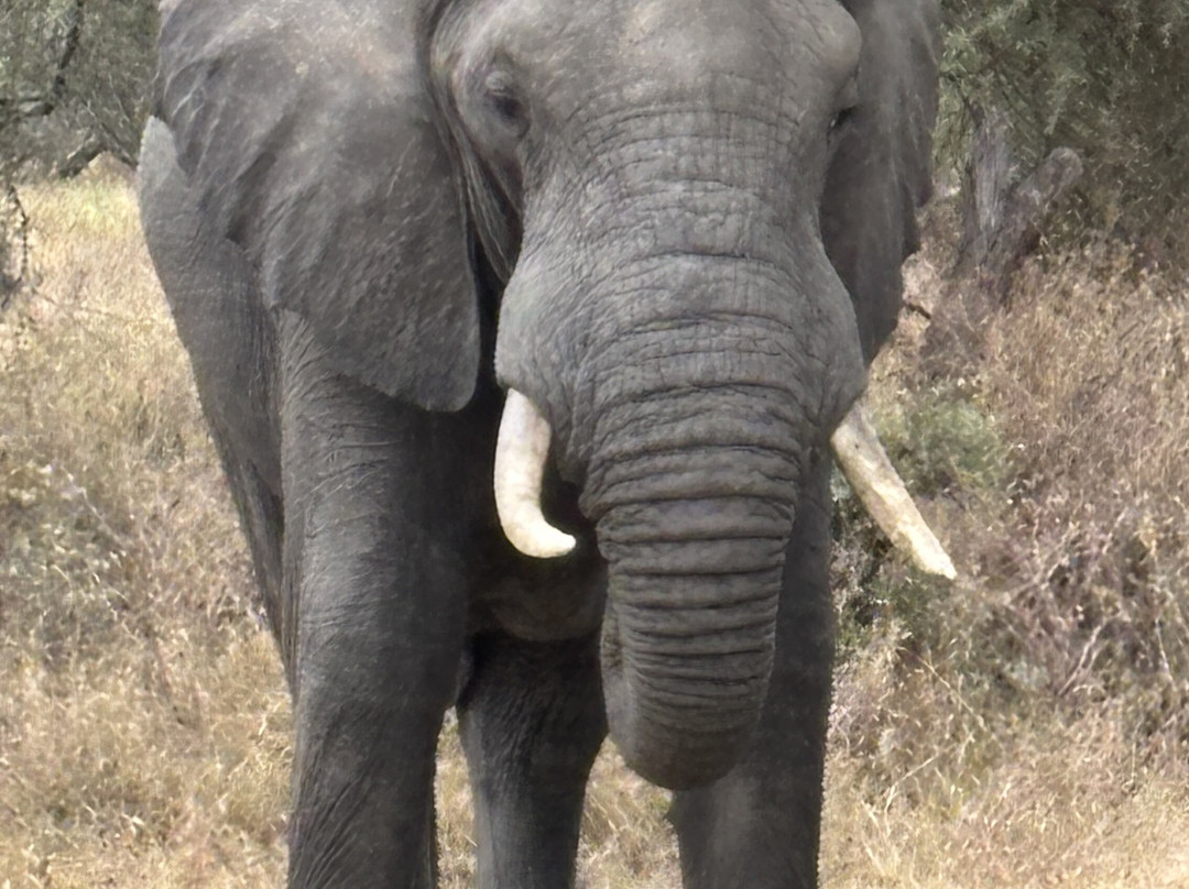 Safaris-R-Us-阿鲁沙必去景点