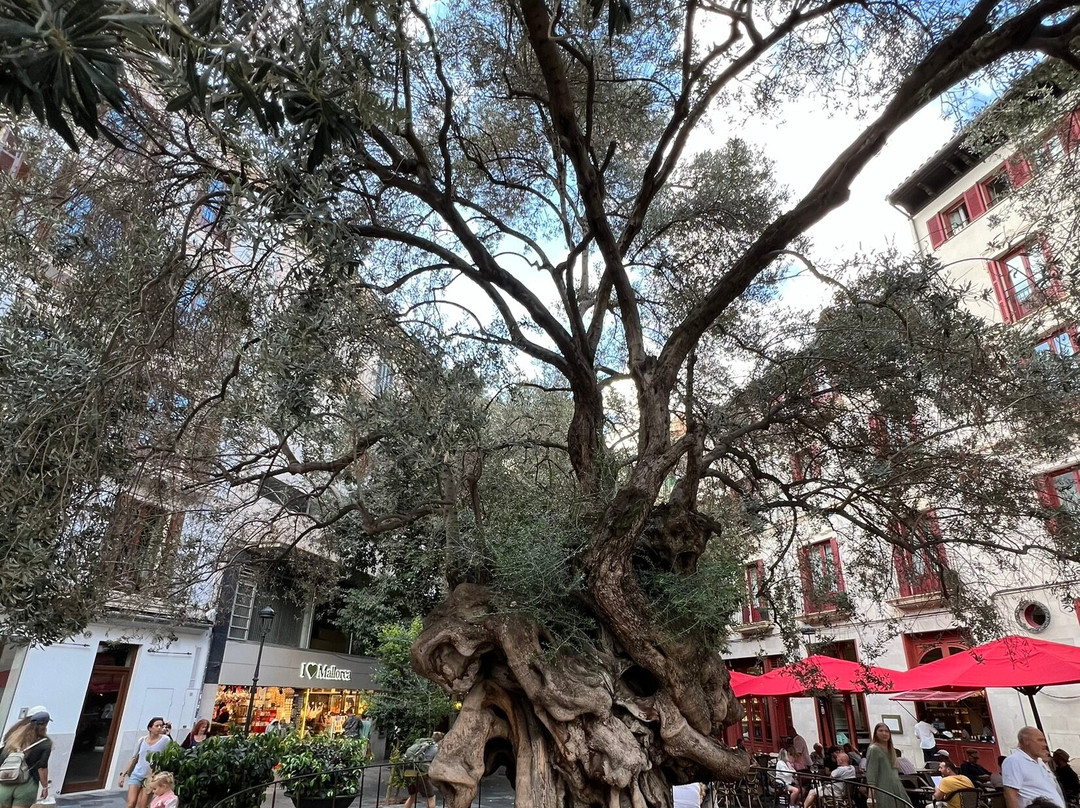 Plaça de Cort-马洛卡帕尔马必去景点