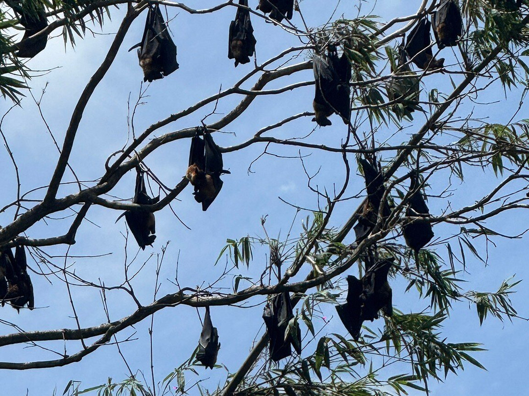 Janaka’s Travel Ways-佩拉德尼亚必去景点