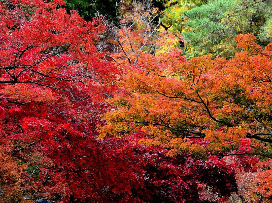 Yahiko Park-弥彦村必去景点