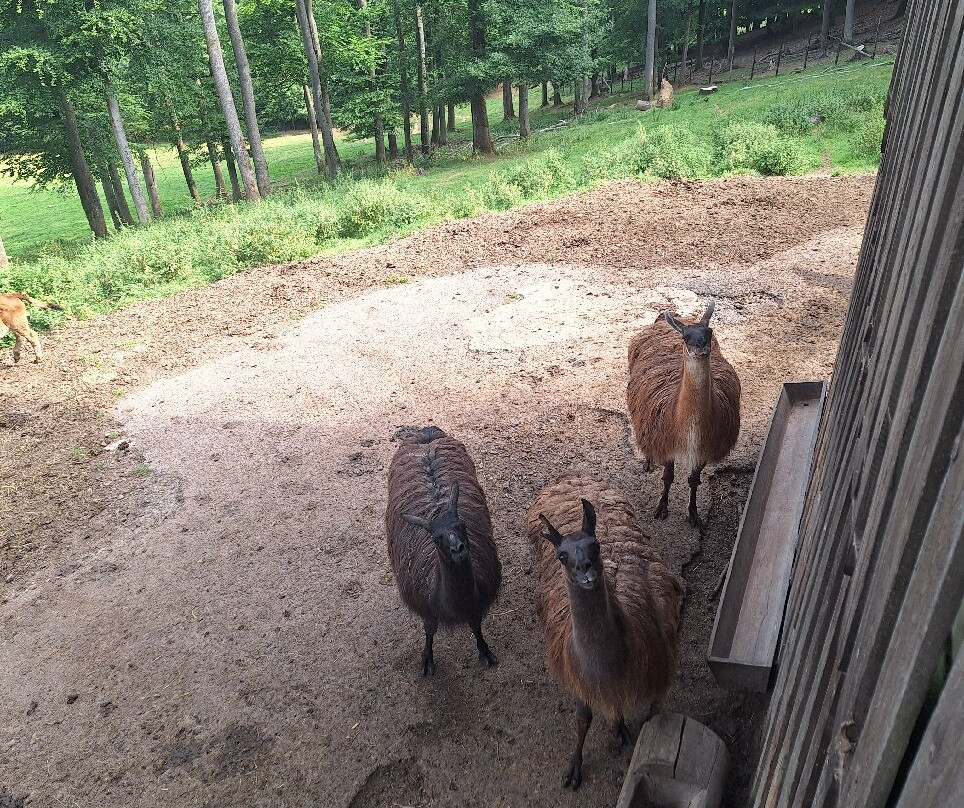 Wild- & Erlebnispark Daun-Daun必去景点