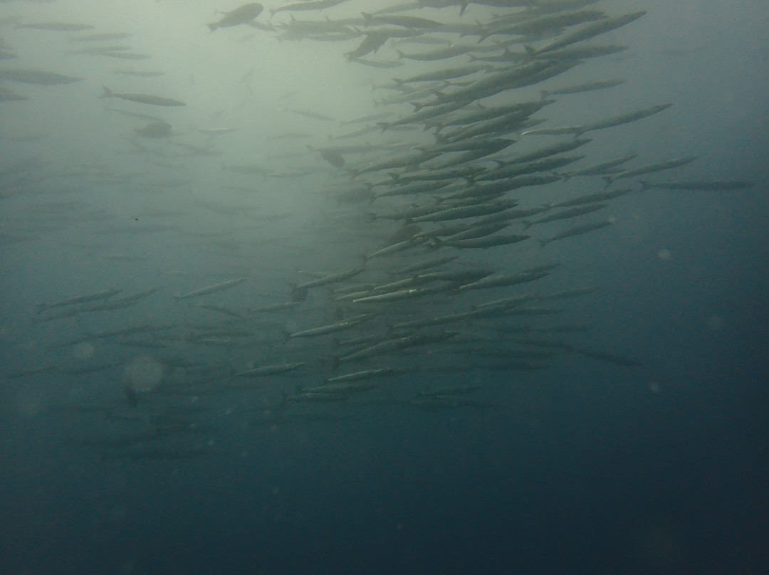 Scuba Iguana-阿约拉港必去景点