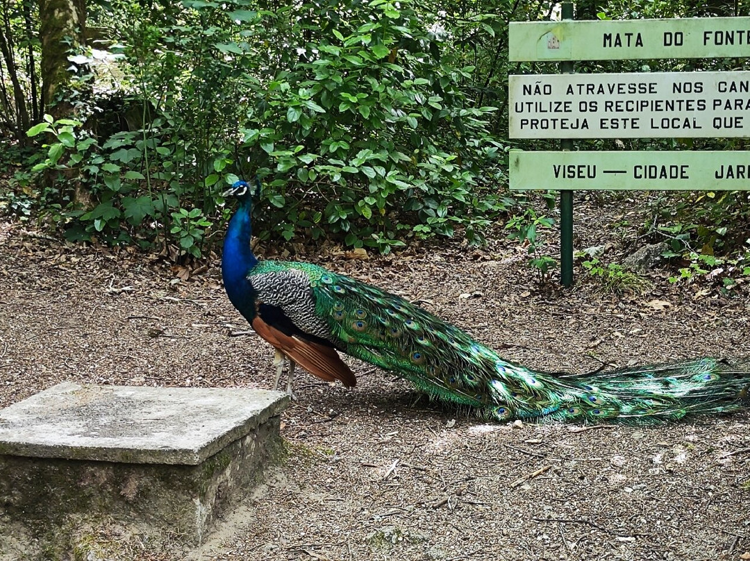 Parque do Fontelo-维塞乌必去景点