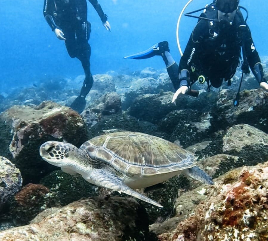 Dive Lovers Tenerife Dive Center-Costa del Silencio必去景点