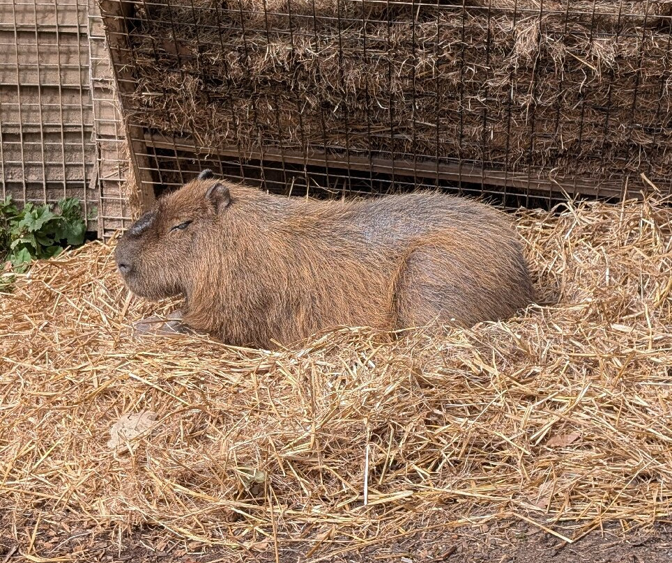 Combe Martin Wildlife And Dinosaur Park-伊尔弗勒科姆必去景点