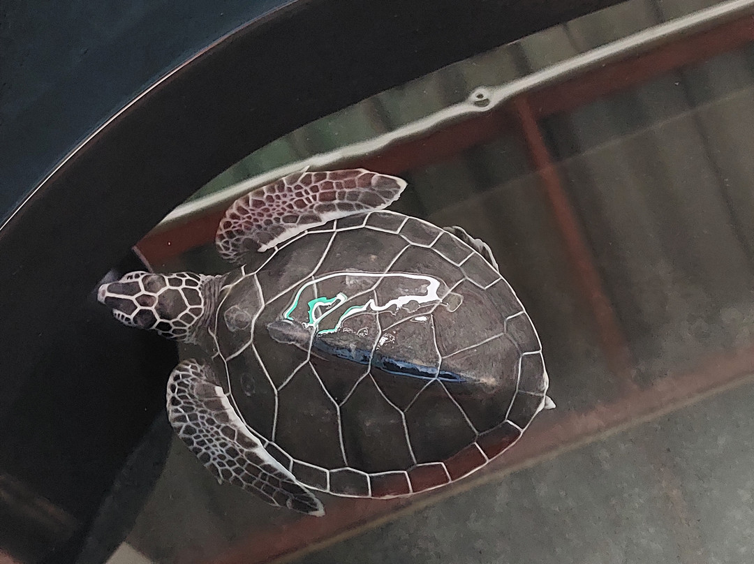 Sea Turtle Conservation Project (Koggala)-克拉必去景点